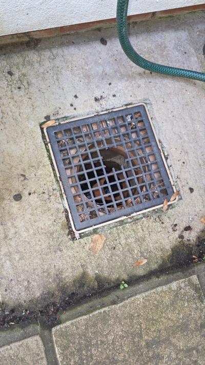 Rats in drainage system