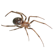 Spider control services